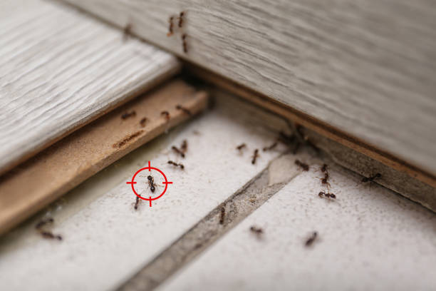 Best Residential Pest Control  in Annandale, VA