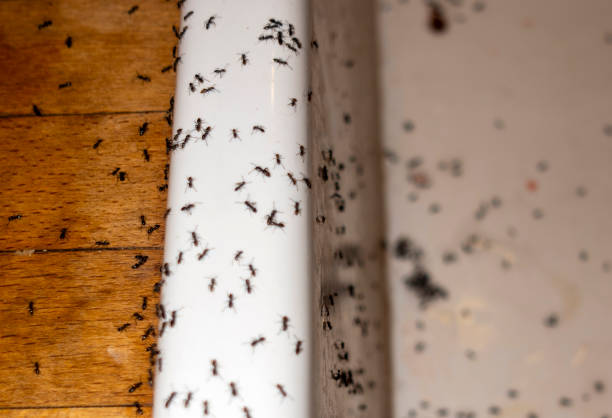 Pest Control for Restaurants in Annandale, VA