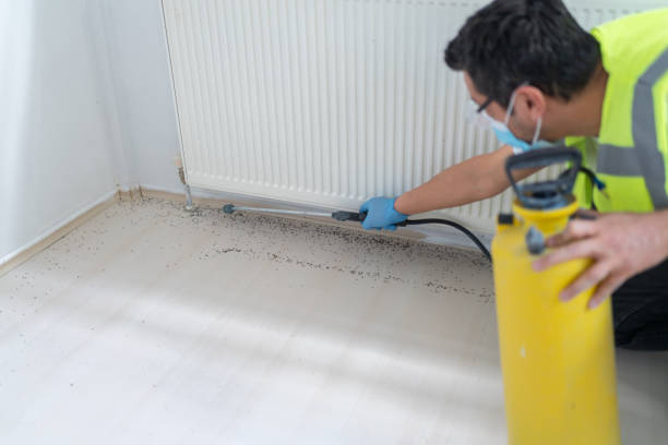 Best Local Pest Control Services  in Annandale, VA